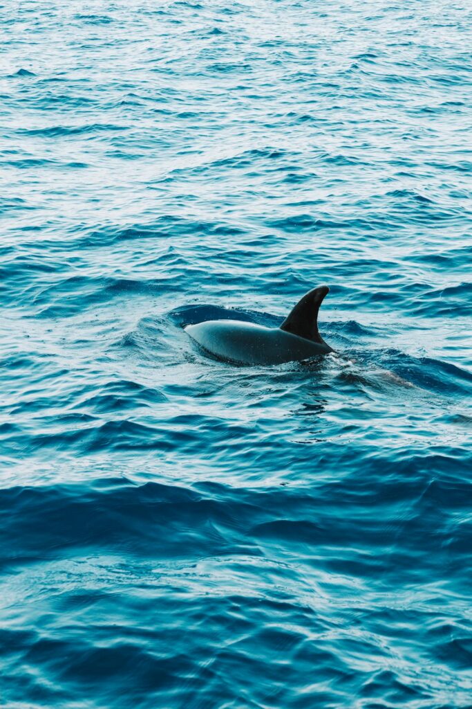 pexels-liane-ferreira-1033991071-33713322